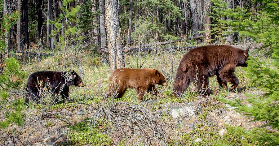 Fruehling Black Bears Rocky Mountains Kanada