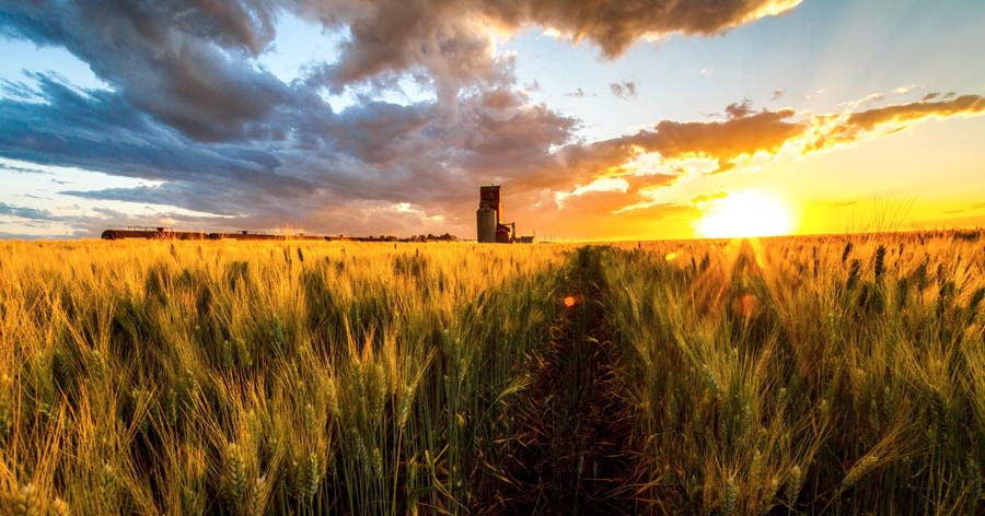 Saskatchewan sunset over wheat field, Canada