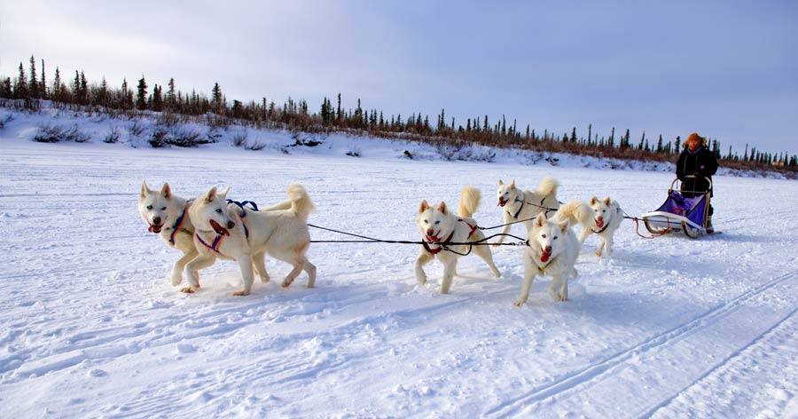 Dog Sled, Northwest TerritoriesNWT