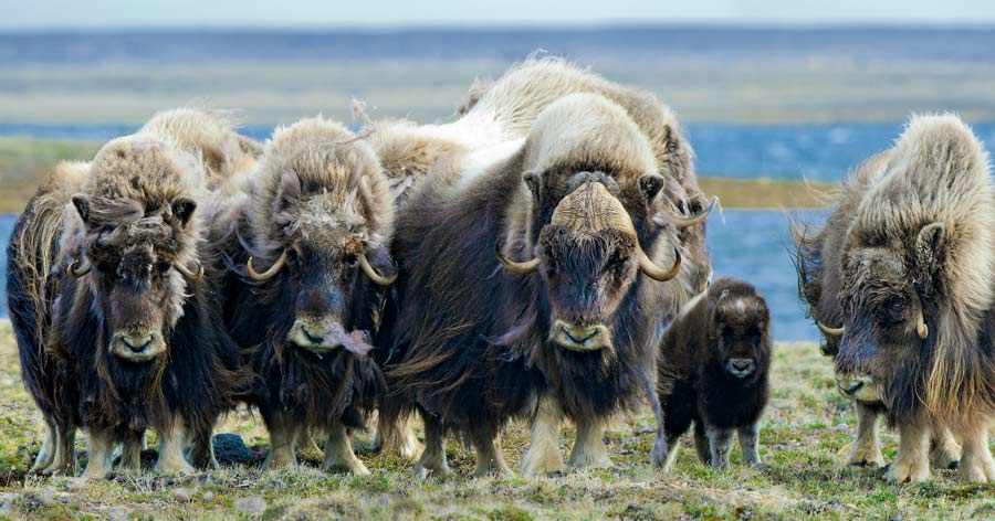 Musk Ox, Northwest Territories